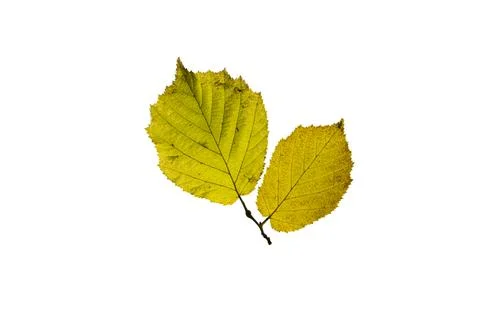 One birch leaf isolated on white background, top view Foto stock