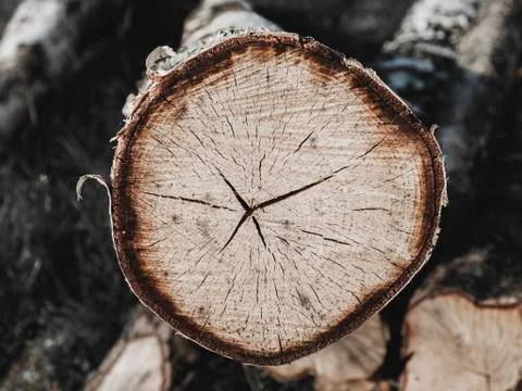 One birch log Stock Photos