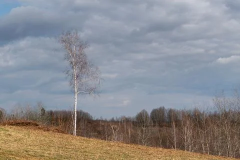 One birch tree on hillside Stock Photos