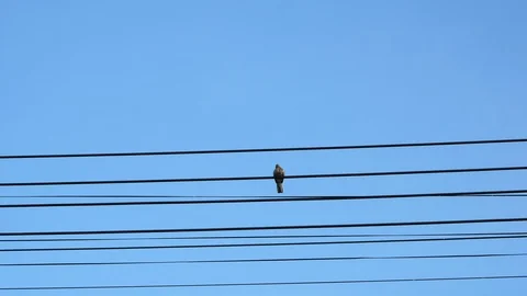 One bird on cable line of electricity Stock Footage 93596721
