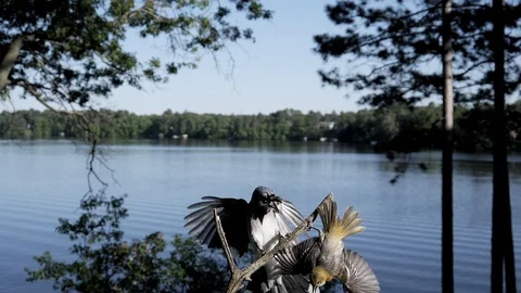 One bird chases away another bird from a branch. Stock-Footage 95917449