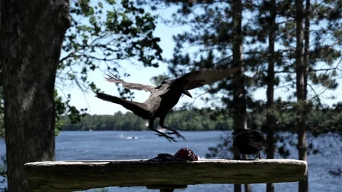 One bird chases away another bird at the feeder. Video stock 148675387