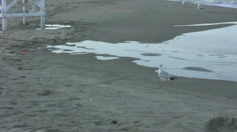 One bird eating on Beach Stock Footage 457407