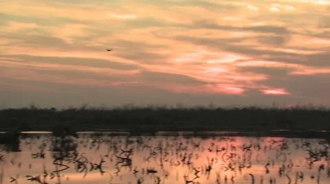 One Bird Flays Over Wet Landscape at Sunrise Stock-Footage 19210880