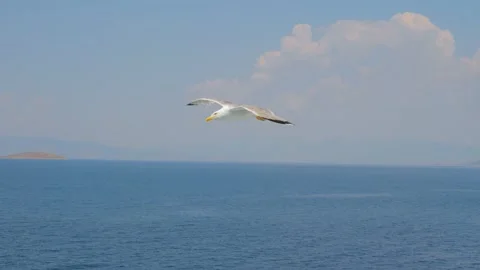One bird flying high in blue sky with white clouds. Wild nature background Stock Footage 134498428