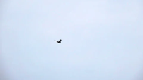 One bird flying in slow motion. Stock Footage 159540575