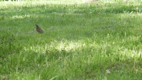 One bird jay looking for grass in grass. The concept of the protection of Stock Footage 76917760