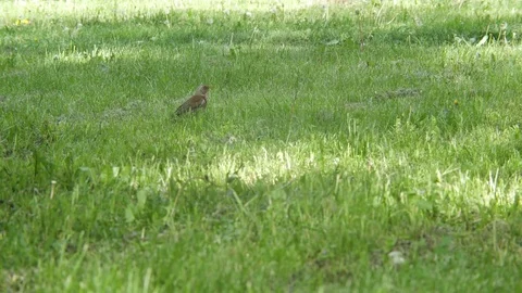 One bird jay looking for grass in grass. The concept of the protection of Stock Footage 76919675