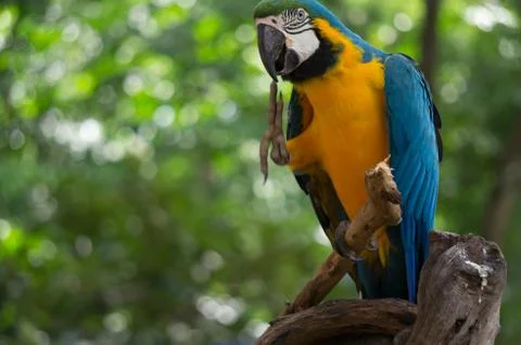 One bird Stock Photos