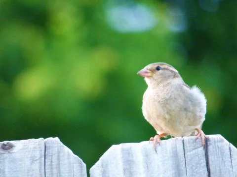 One Bird Stock Photos