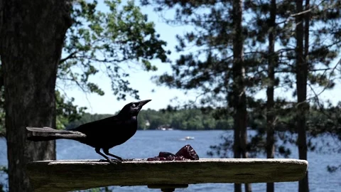One bird pushes aside another bird at the feeder. Video stock 148675416