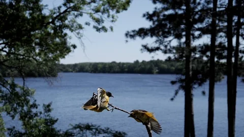 One bird shoves aside another bird on a branch. Stock Footage 95917698