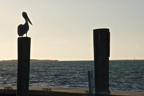 One Bird Two Posts Foto stock