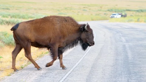 One bison closeup crossing road on Antelope Island in Utah, USA Stock Footage 130071378