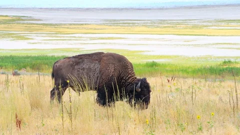 One bison closeup grazing on grass eating on Antelope Island in Utah, USA Stock Footage 130072132