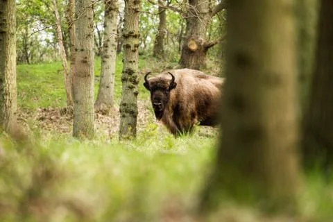 One bison standing between trees Stock Photos