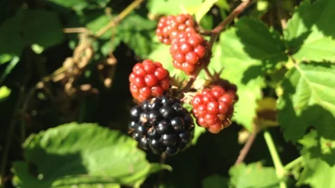 One black and four red berries of blackberry on a Green bush - Close Up Crimea Stock Footage 106364227