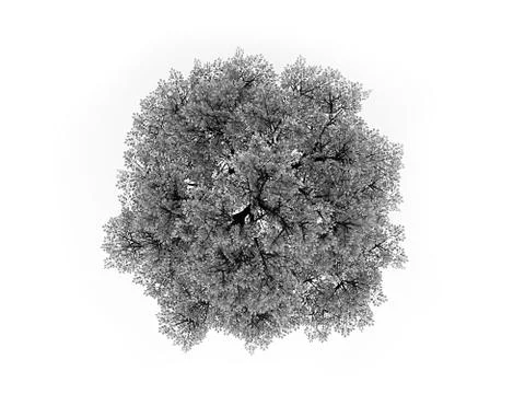 One black and white tree rendered isolated on white background Stock Illustration