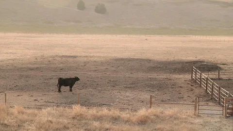 One Black Angus Swinging Tail in Field Stock Footage 95907270