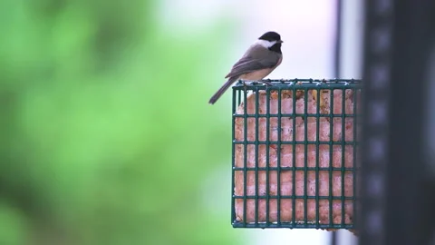 One black-capped chickadee bird perched on suet cake birdfeeder eating beef cake Stock-Footage 160215060