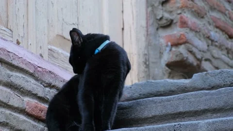 One black cat with a blue collar sits on a concrete staircase Stock Footage 219967036