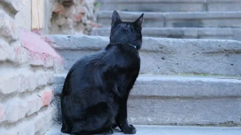 One black cat with a blue collar sits on a concrete staircase Stock Footage 219967487