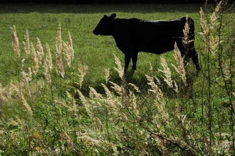 One black cow Stock Photos