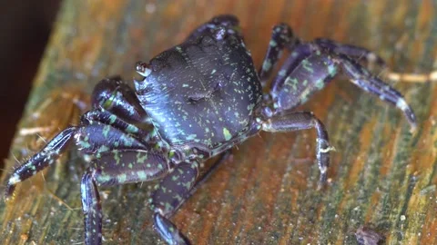 One Black Crab Close Up Stock Footage 145830755