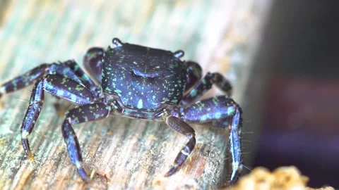 One Black Crab is Walking to the Side, Back View, Close Up, Slow Motion Stock Footage 145832692