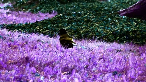 One Black Crow Strolling Grass and Searching Food 스톡 동영상 322018336