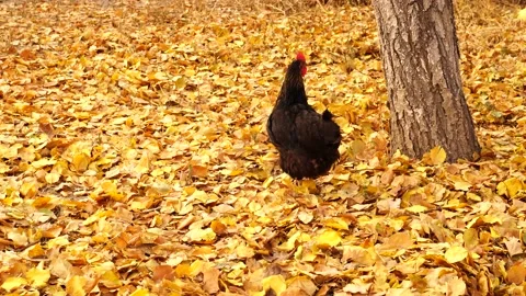 One black curious chicken looking around Stock Footage 142668840