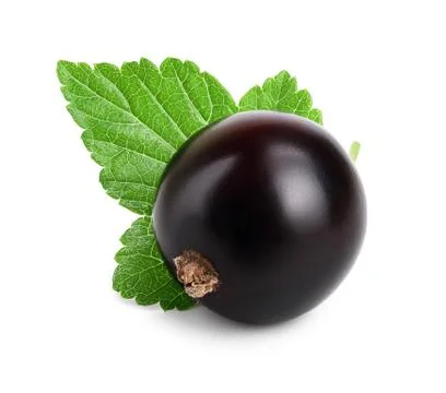 One black currant with leaf isolated on white background Stock Photos