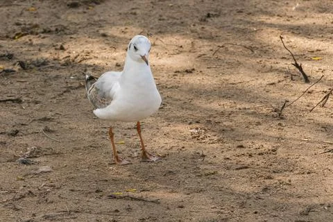 One black headed gull standing on the ground looks straight ahead chroicoceph Stock Photos