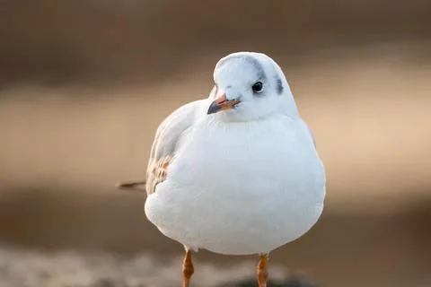 One Black-Headed Gull  Standing on Rock in winter in Switzerland. Stock Photos