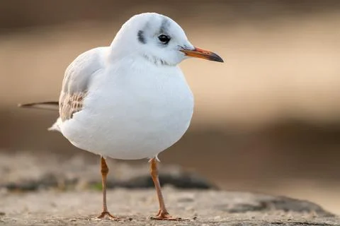 One Black-Headed Gull  Standing on Rock in winter in Switzerland. 스톡 사진