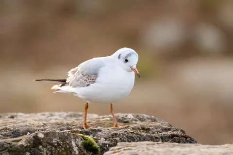 One Black-Headed Gull  Standing on Rock in winter in Switzerland. Stock Photos