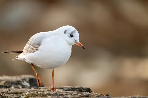 One Black-Headed Gull  Standing on Rock in winter in Switzerland. 스톡 사진