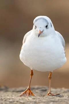 One Black-Headed Gull  Standing on Rock in winter in Switzerland. Фото