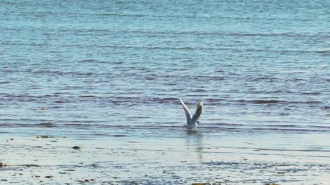 One Black-headed Gull Starts Flying, Slow Motion Stock Footage 156596387