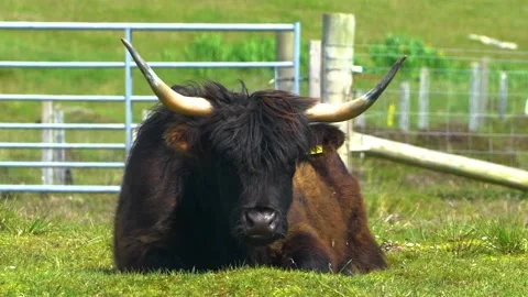 One Black Highland Cattle  Lying Down and Relaxes On Grass, Slow Motion Stock Footage 161183722
