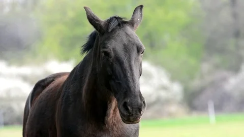 One black horse. Stock-Footage 74830754