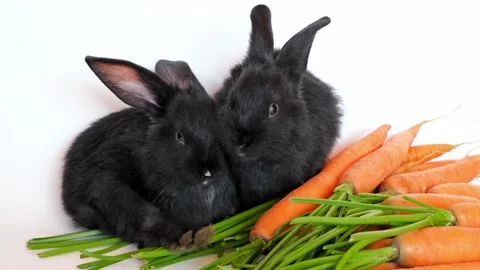 One black rabbit eats carrots, the other is sleeping. Fresh farm harvest. Cute Stock Footage 221897794