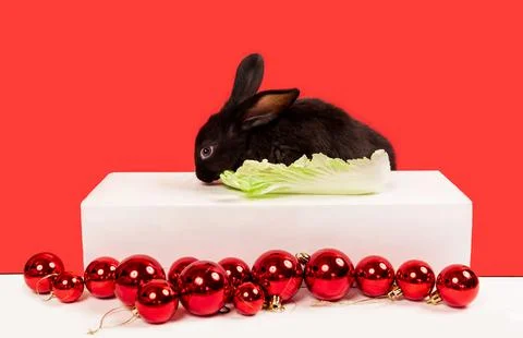 One black rabbit sits at the table and eat cabbage. Red Christmas balls on a  Stock Photos