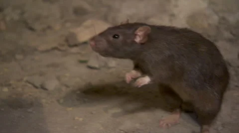 One Black Rat Stock Footage 67590092