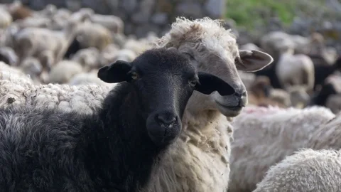 One black sheep between white 库存影片 76092326