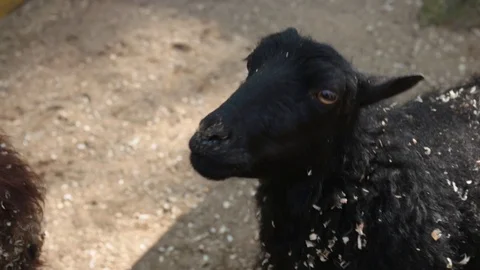 One black sheep with his lamb in a farm pen in the summer Stock Footage 108912682