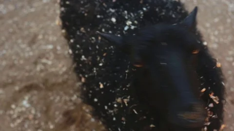 One black sheep with his lamb in a farm pen in the summer. Stock Footage 108912856