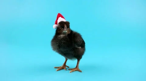 One black small Rooster in Santa hat, 2017 New Year concept Stock Footage 68456760