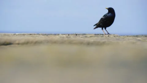 One Blackbird Jumping Into the Frame Stock Footage 244465731