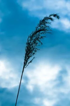 One blade of grass in the sky Stock Photos